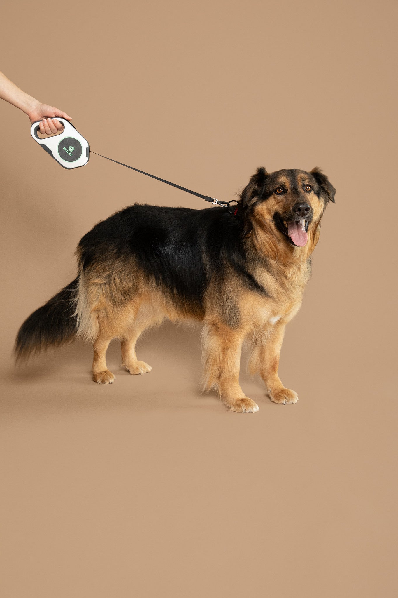 Mozzy dog walking gear